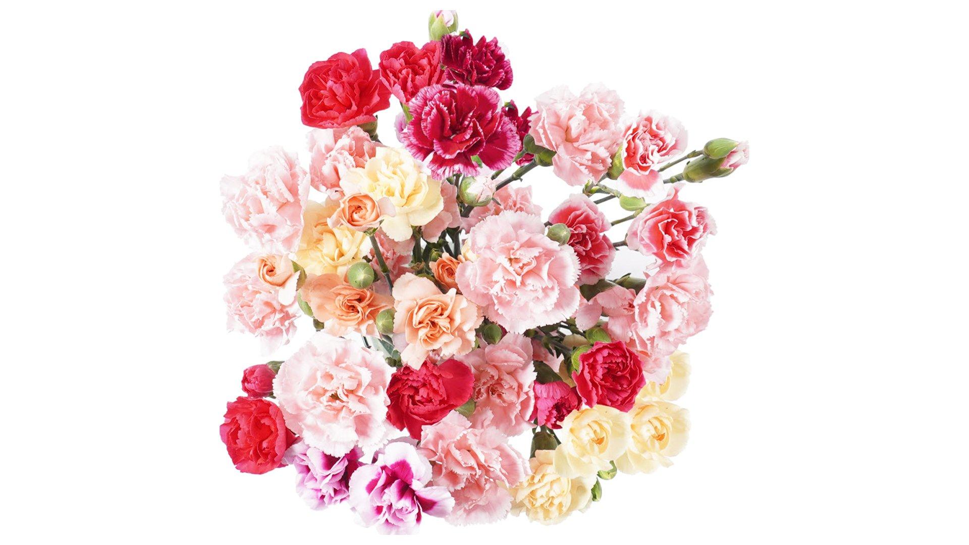 Fresh-cut Mini Carnation Flower Bouquet (10 ct)